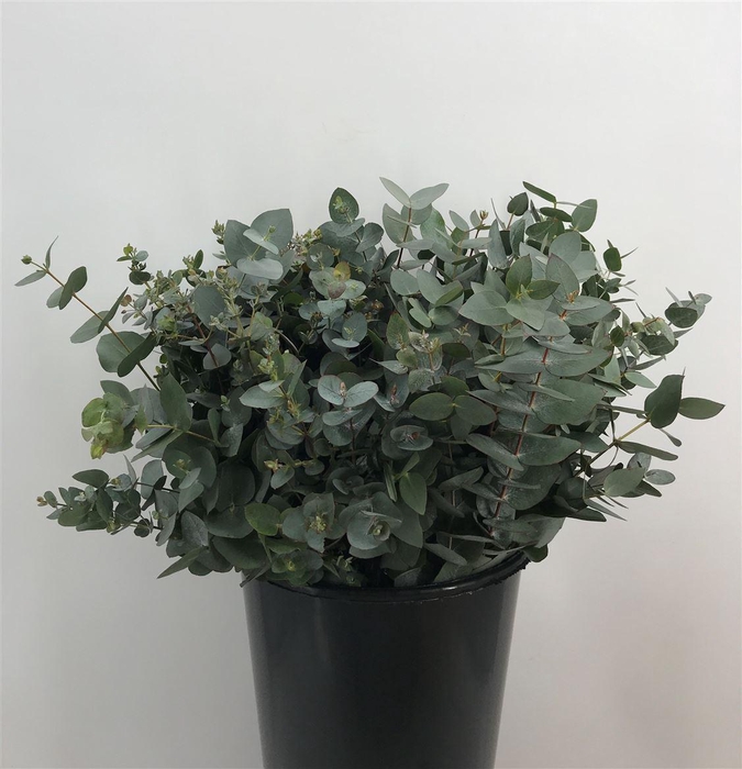 <h4>EUCA CINEREA 200</h4>