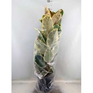 Ficus elastica 'Tineke'