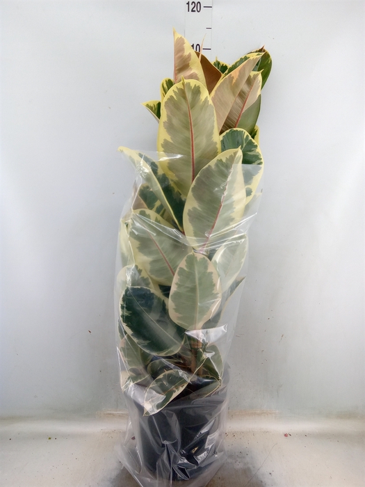 <h4>Ficus elastica 'Tineke'</h4>
