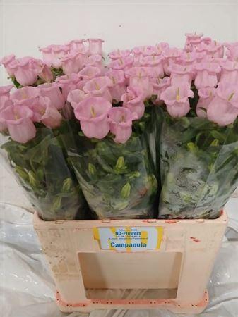 <h4>Camp M Pearl Pink</h4>