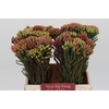 Kaaps Groen Red Brunia