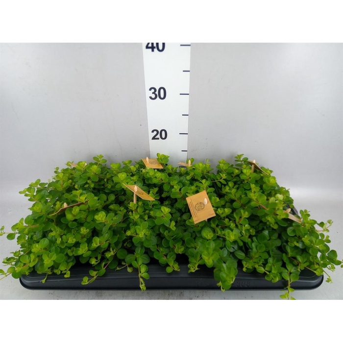 <h4>Peperomia rotundifolia</h4>
