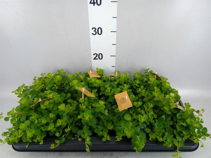 Peperomia rotundifolia