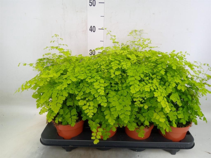 Adiantum raddi. 'Fragrans'