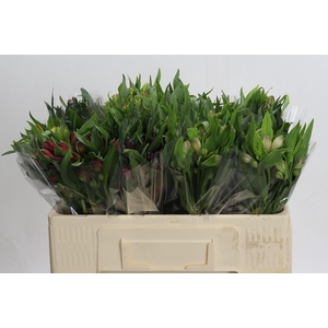 Alstroemeria Mix