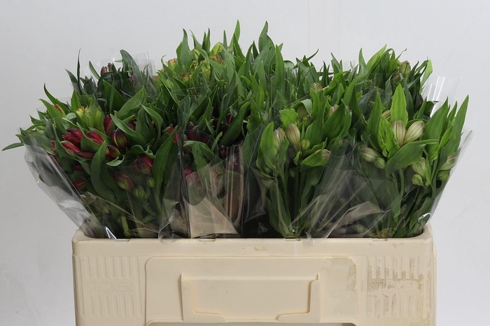 <h4>Alstroemeria Mix</h4>