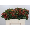 Hypericum Magical Triumph