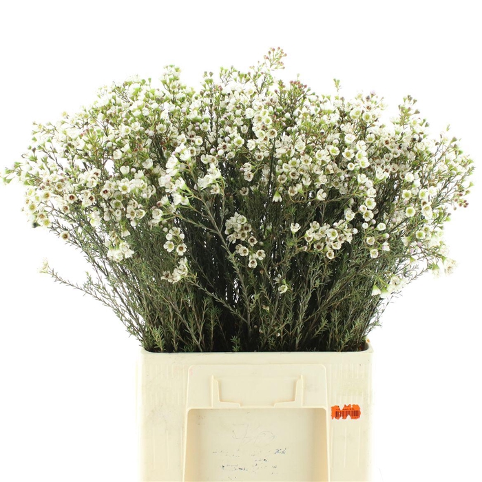 <h4>Chame Un Ella</h4>