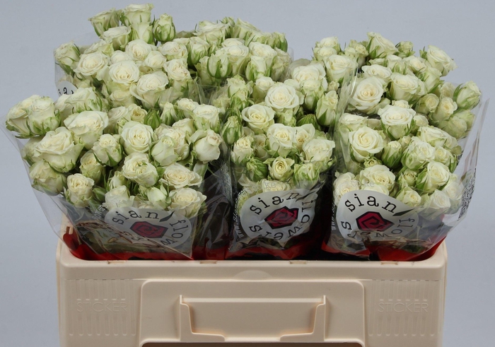 <h4>R TR SNOWFLAKE</h4>