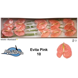 Anth A Evita Pink 15 cm X10 Jan van Velden