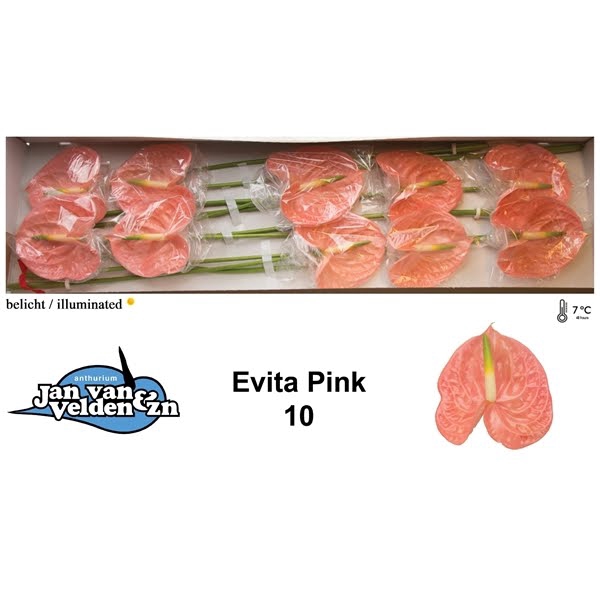 <h4>Anth A Evita Pink Jan van Velden</h4>