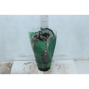 BEGONIA REX P17 CARACOL