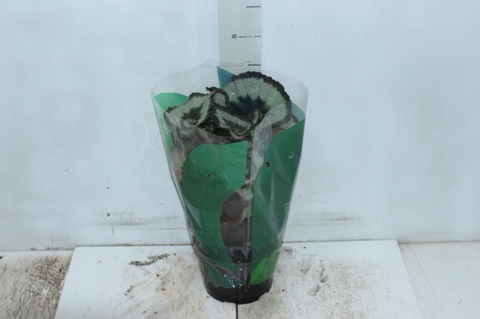 <h4>BEGONIA REX P17 CARACOL</h4>