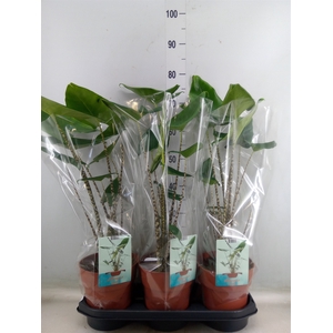 Alocasia zebrina