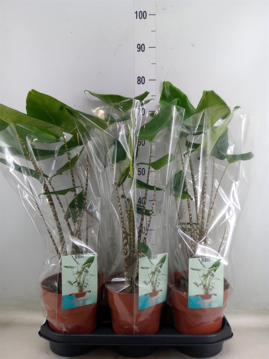 <h4>Alocasia zebrina</h4>