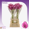 Calla Fantasia | Heavy Quality