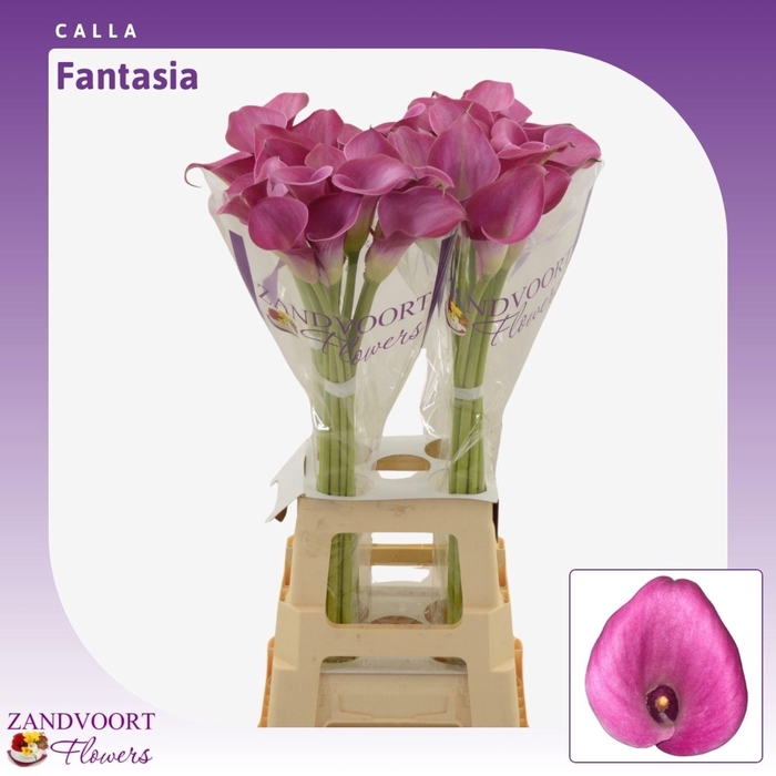 <h4>Calla Fantasia</h4>