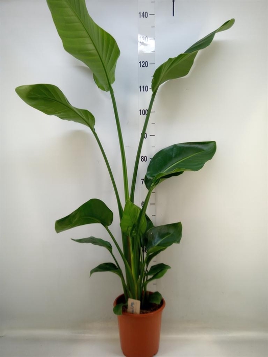 <h4>Strelitzia nicolai</h4>