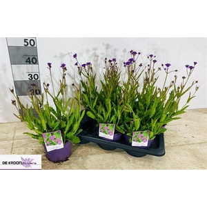 Verbena rigida 17Ø 45cm