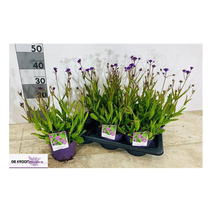 <h4>Verbena rigida 17Ø 45cm</h4>