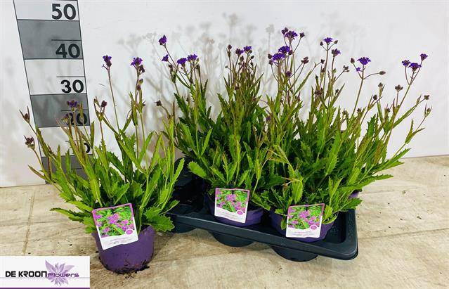 Verbena rigida 17Ø 45cm