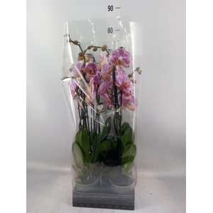 Phalaenopsis  'Ismaeli'