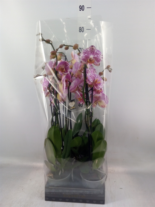 <h4>Phalaenopsis  'Ismaeli'</h4>