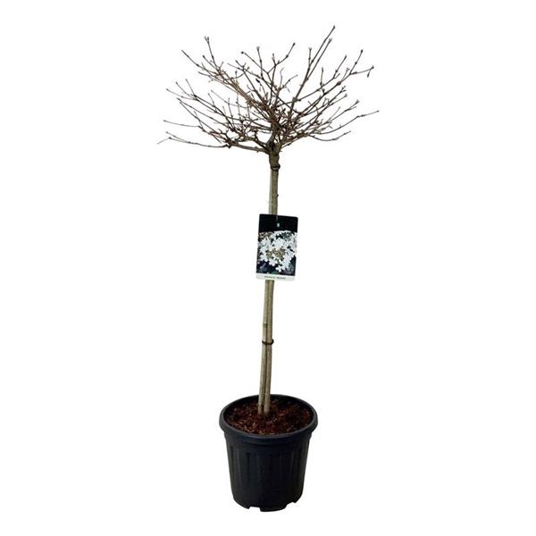 <h4>Viburnum plic. 'Watanabe'</h4>
