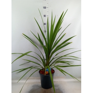 Cordyline indivisa 'Peko'