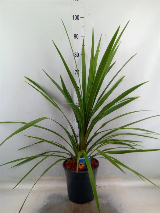 <h4>Cordyline indivisa 'Peko'</h4>