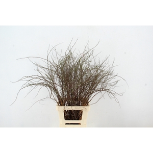 SPIREA ARGUTA PER STEM 080cm