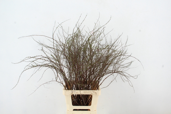 <h4>SPIREA ARGUTA PER STEM 080cm</h4>