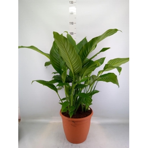 Spathiphyllum   ...