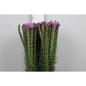 Liatris Spicata
