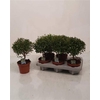 Myrtus Com