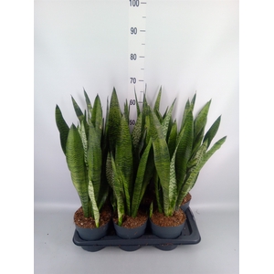 Sansevieria zeylanica
