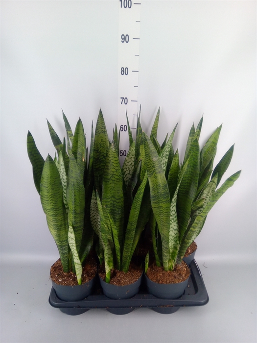 <h4>Sansevieria zeylanica</h4>