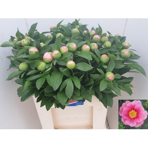 PAEO S SALMON SAUCER