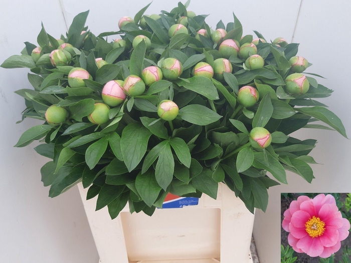 <h4>PAEO S SALMON SAUCER</h4>