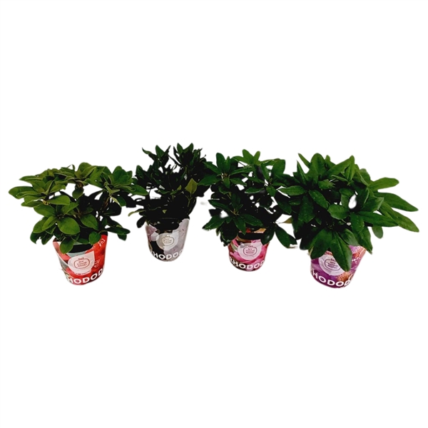 <h4>Rhododendron 30-35 /2 liter 'Mix CC' met Potcover</h4>