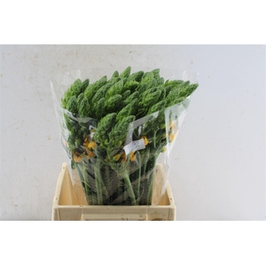 Ornithogalum Volcan Sol