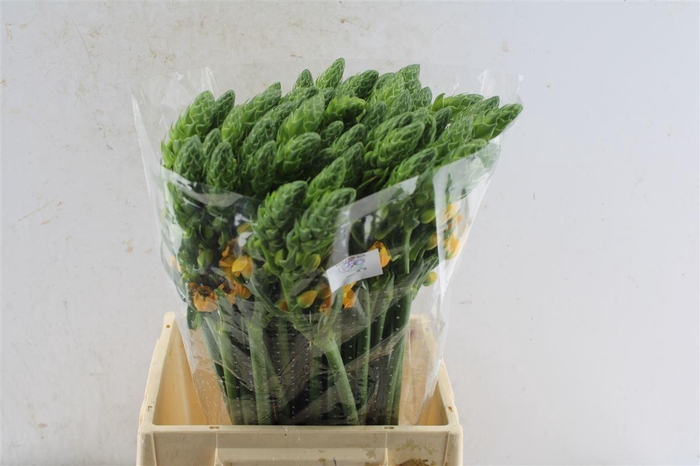 <h4>Ornithogalum Volcan Sol</h4>