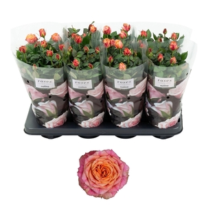Nolina Roses Ø 13 cm Orange
