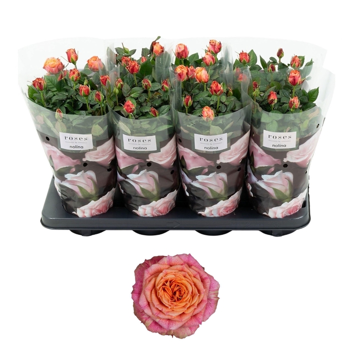 <h4>Nolina Roses Ø 13 cm Orange</h4>