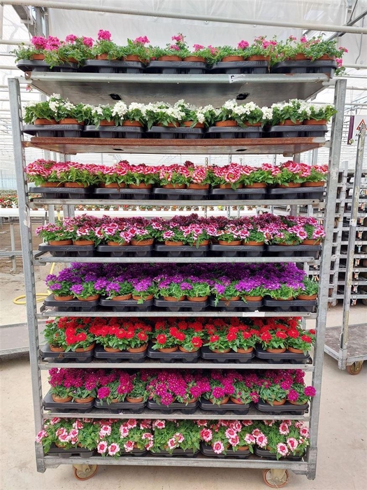 arr8 Verbe Drums Mixk 1 Klr Per Tray