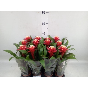 Guzmania   ...