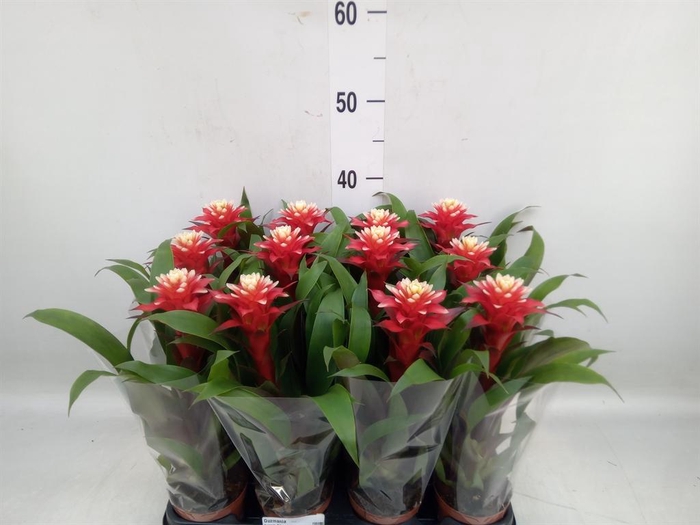 <h4>Guzmania   ...</h4>