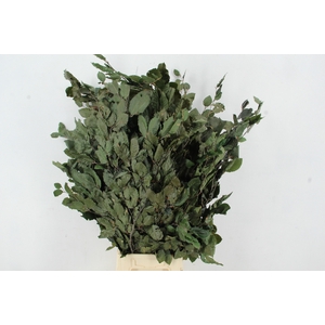 PF Beech Leafs Bs Green 150g