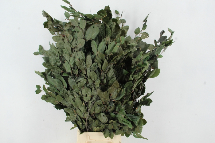 <h4>PF Beech Leafs Bs Green 150g</h4>