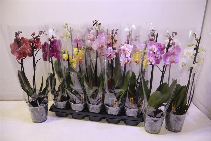 <h4>arr8 Phal Gem 5 Kl</h4>